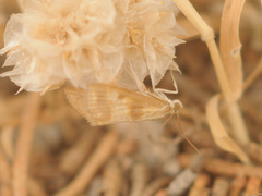 Evergestis marionalis