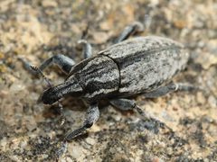 Pseudocleonus