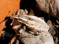 Pseudocleonus