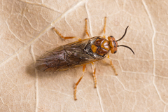 Neodiprion sertifer