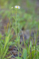 Erigeron corymbosus