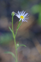 Erigeron corymbosus