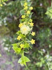 Acacia littorea