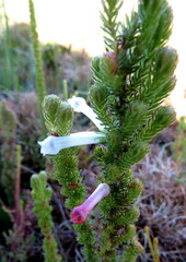 Erica colorans
