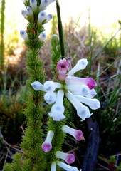 Erica colorans
