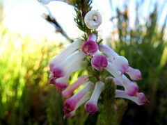 Erica colorans