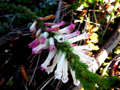 Erica colorans