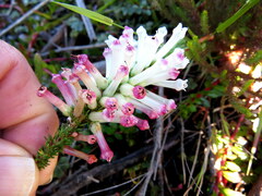 Erica colorans