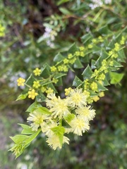 Acacia littorea