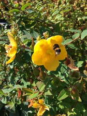 Bombus