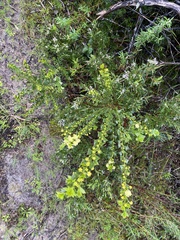 Acacia littorea