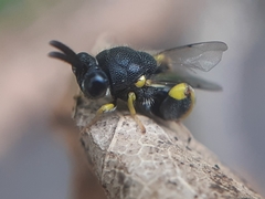 Brachymeria tibialis