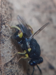Brachymeria tibialis