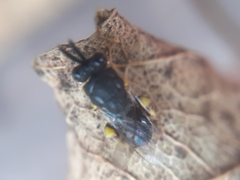 Brachymeria tibialis