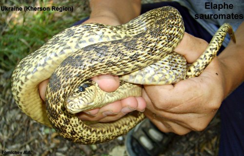 Elaphe sauromates