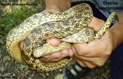Elaphe sauromates
