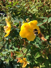 Bombus