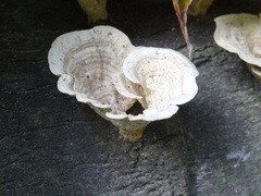 Earliella