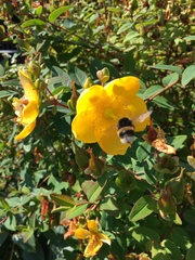 Bombus
