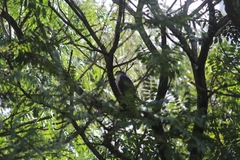 Accipiter striatus erythronemius