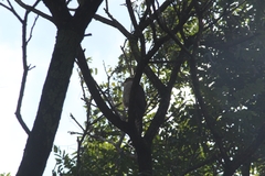 Accipiter striatus erythronemius