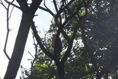 Accipiter striatus erythronemius
