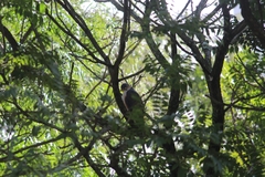 Accipiter striatus erythronemius