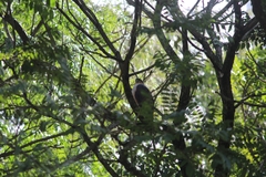 Accipiter striatus erythronemius