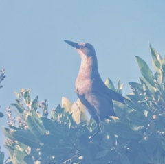 Quiscalus major