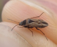 Xanthochilus quadratus