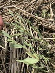 Polygonum ramosissimum