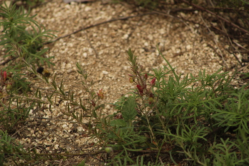 Krameria revoluta (Krameria revoluta)