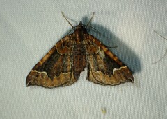 Eulithis flavibrunneata