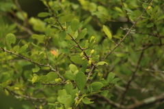 Erythroxylum mexicanum