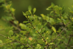 Erythroxylum mexicanum