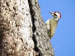 Campethera bennettii bennettii