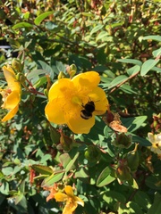 Bombus
