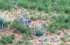 Otocolobus manul manul