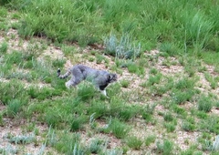 Otocolobus manul manul
