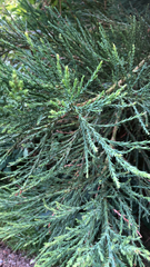 Sequoiadendron giganteum