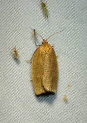Aphelia alleniana