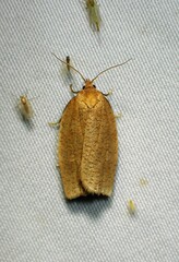 Aphelia alleniana