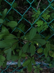 Talinum fruticosum