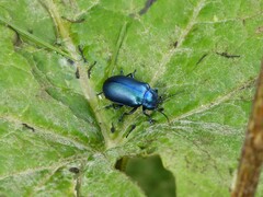Oreina cacaliae