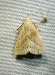 Macrochilo absorptalis