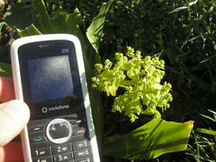 Euphorbia pterococca