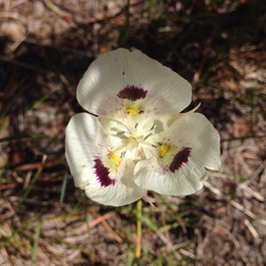 Calochortus eurycarpus