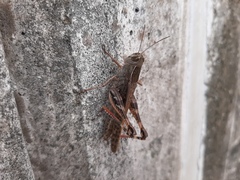 Shirakiacris shirakii