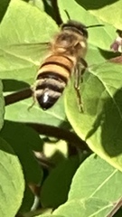 Apis mellifera