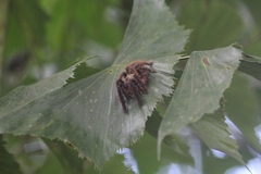 Ornithoctoninae